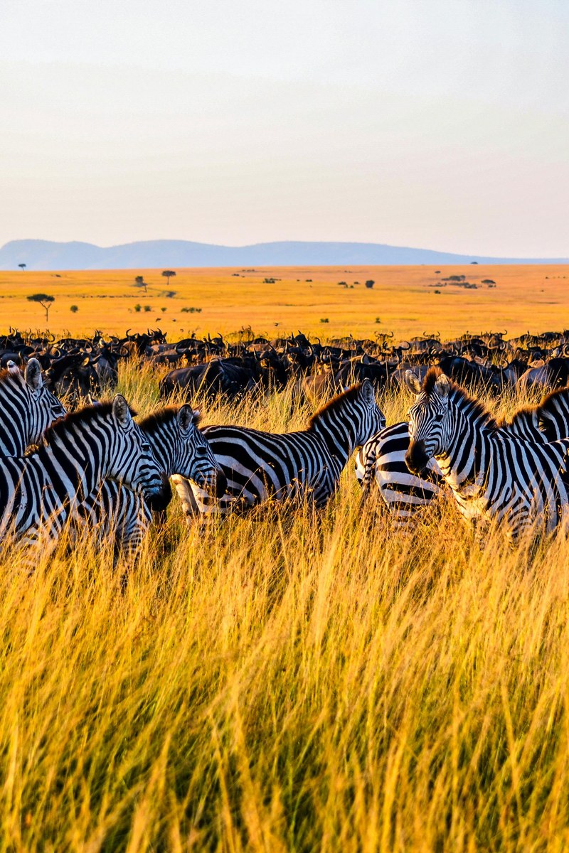 The African Adventure 